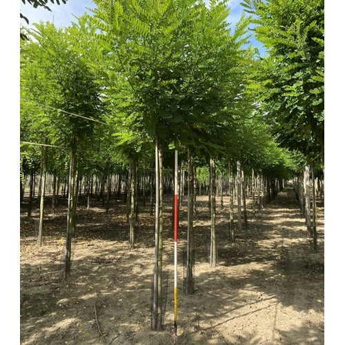 Robinia - Robinia pseudoacacia 'Bessoniana' - Stammens omkrets 16-18 cm, höjd 3,5-4 meter, HS,